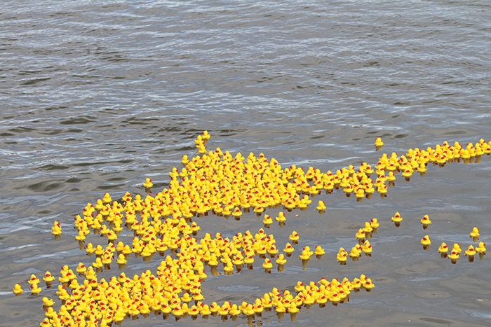 Ducks floating in the water